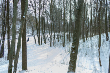 dense forest in winter during snowfall in Kharkiv, Ukraine