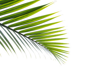 palm leaf isolated on white background