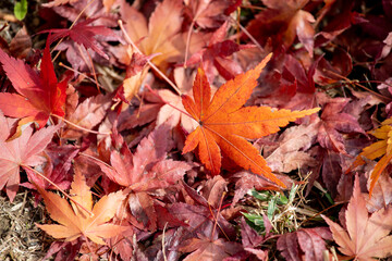 Naklejka na ściany i meble 風景素材　鮮やかな紅葉の落ち葉