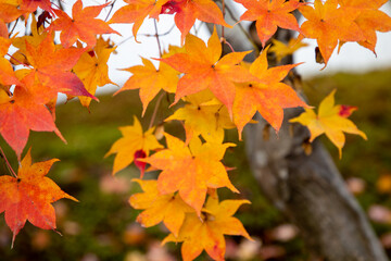 Naklejka na ściany i meble 風景素材　美しい日本の秋　鮮やかな紅葉