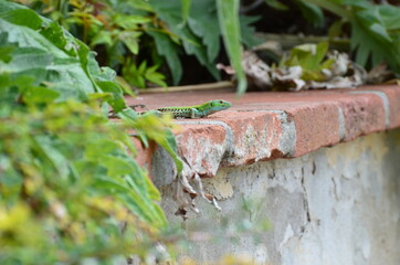 Small green lizard on the rocks among the foliage