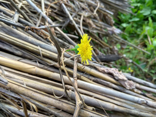 selective focus on yellow dandelion flower 