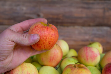Hand holds an apple. Apples lie in a wooden box against the background of a log wall.