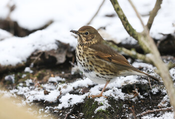 A Song Thrush, Turdus philomelos, searching for food on the ground under the snow and decaying leaves in woodland in the UK.
