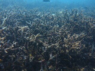 Naklejka na ściany i meble The scenery and panoramic picture of coral reef area at Malaysia