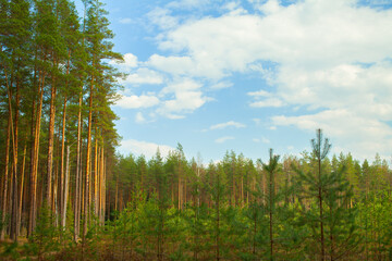 A young forest grows on the site of an old felling area.