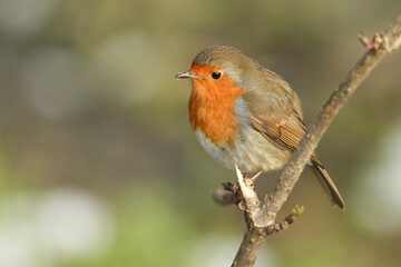 A pretty Robin, redbreast, Erithacus rubecula, perching on a branch of a tree in winter.	