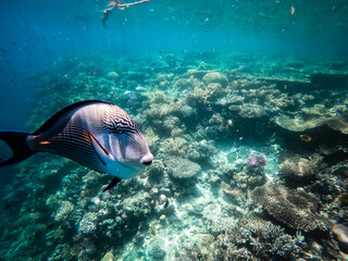 Fototapeta na wymiar Wonderful and beautiful underwater world with corals and tropical fish in hurghada, Egypt