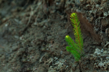 small tree seedlings are planted in dry soil. The concept of landscaping and reforestation after felling.