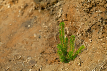 small tree seedlings are planted in dry soil. The concept of landscaping and reforestation after felling.