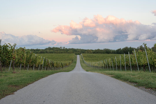 Country road amidst vineyard against cloudy sky