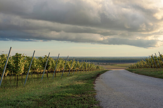 Country road by vineyard against cloudy sky