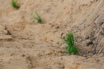 small tree seedlings are planted in dry soil. The concept of landscaping and reforestation after felling.
