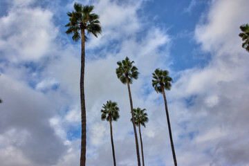 Fototapeta premium Warm's-eye view of some palm trees in cloudy sky background