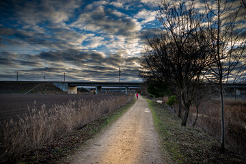 campo en invierno con plantas verdes	