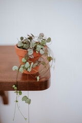 indoor plant Home inside plants