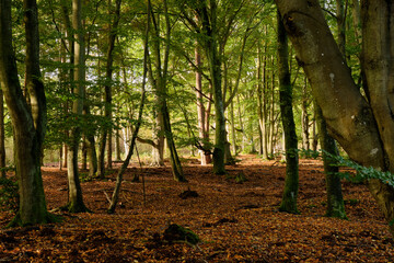 Lichtstimmung im Darßer Urwald und am Darßer Weststrand, Nationalpark Vorpommersche Boddenlandschaft, Mecklenburg Vorpommern, Deutschland