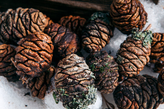 Close-up of pine cones on snow covered field in forest