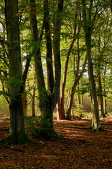 Lichtstimmung im Darßer Urwald und am Darßer Weststrand, Nationalpark Vorpommersche Boddenlandschaft, Mecklenburg Vorpommern, Deutschland