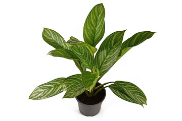 Obraz na płótnie Canvas Tropical 'Aglaonema Stripes' houseplant with long leaves with silver stripe pattern in flower pot isolated on white background