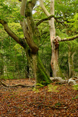 Lichtstimmung im Dar&szlig;er Urwald und am Dar&szlig;er Weststrand, Nationalpark Vorpommersche Boddenlandschaft, Mecklenburg Vorpommern, Deutschland