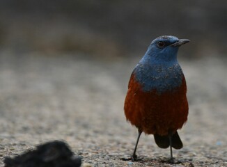 海辺のイソヒヨドリ