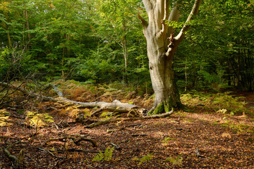 Lichtstimmung im Darßer Urwald und am Darßer Weststrand, Nationalpark Vorpommersche Boddenlandschaft, Mecklenburg Vorpommern, Deutschland