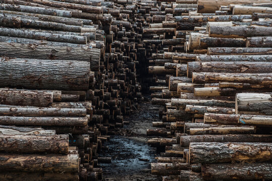 Stacked tree trunk at lumberyard