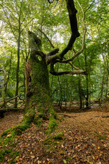 Lichtstimmung im Darßer Urwald und am Darßer Weststrand, Nationalpark Vorpommersche Boddenlandschaft, Mecklenburg Vorpommern, Deutschland