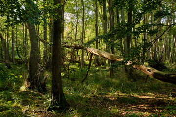 Lichtstimmung im Darßer Urwald und am Darßer Weststrand, Nationalpark Vorpommersche Boddenlandschaft, Mecklenburg Vorpommern, Deutschland