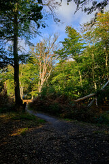 Lichtstimmung im Darßer Urwald und am Darßer Weststrand, Nationalpark Vorpommersche Boddenlandschaft, Mecklenburg Vorpommern, Deutschland