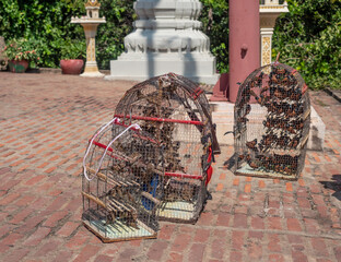 Wat in cages ate Wat Phnom, Phnom Penh