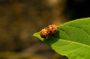A couple of ladybugs mating on a sunny morning	