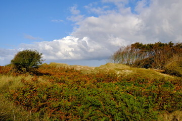 Lichtstimmung im Darßer Urwald und am Darßer Weststrand, Nationalpark Vorpommersche Boddenlandschaft, Mecklenburg Vorpommern, Deutschland