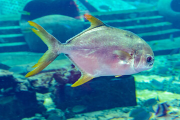 Trachinotus blochii or snubnose pompano in Atlantis, Sanya, Hainan, China.. Pompanos are marine fishes in the genus Trachinotus in the family Carangidae (better known as "jacks").