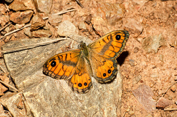 Close Up Photography Lasiommata Megera Photographed in Sardinia