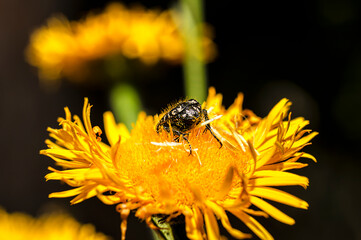 Tropinota Squalida Beetle in Sardinia, Macro Photography, Close Up Photography