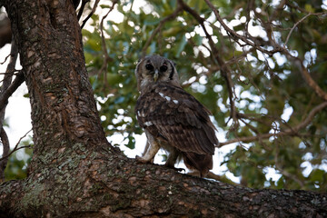 owl in the tree