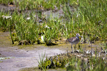dramatic summer Assateague beach photo in Maryland