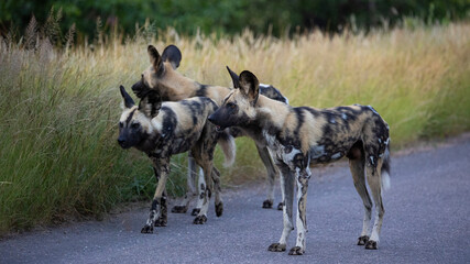 Endangered African wild dog in the wild