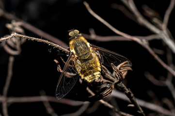 Moscow Villa Cingulata, Bee Fly, Photographed in Sardinia, Macro Photography