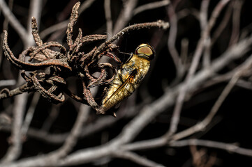 Moscow Villa Cingulata, Bee Fly, Photographed in Sardinia, Macro Photography