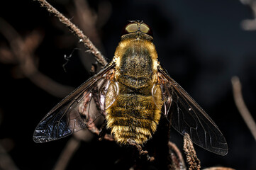 Moscow Villa Cingulata, Bee Fly, Photographed in Sardinia, Macro Photography