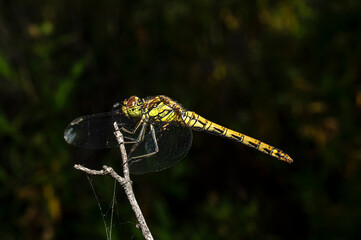 Dragonflies Macro photography in the countryside of Sardinia Italy, Particular, Details