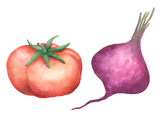 vegetables, tomato and beet, gardening, watercolor