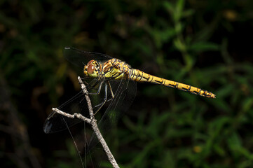Dragonflies Macro photography in the countryside of Sardinia Italy, Particular, Details