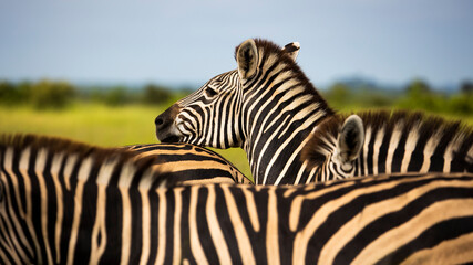 Resting zebra