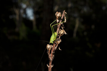 Green Grasshopper Common Grasshopper Phaneroptera Photographed in Sardinia, Macro Photography
