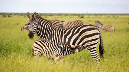 Fototapeta na wymiar zebra mother and baby
