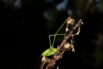 Green Grasshopper Common Grasshopper Phaneroptera Photographed in Sardinia, Macro Photography